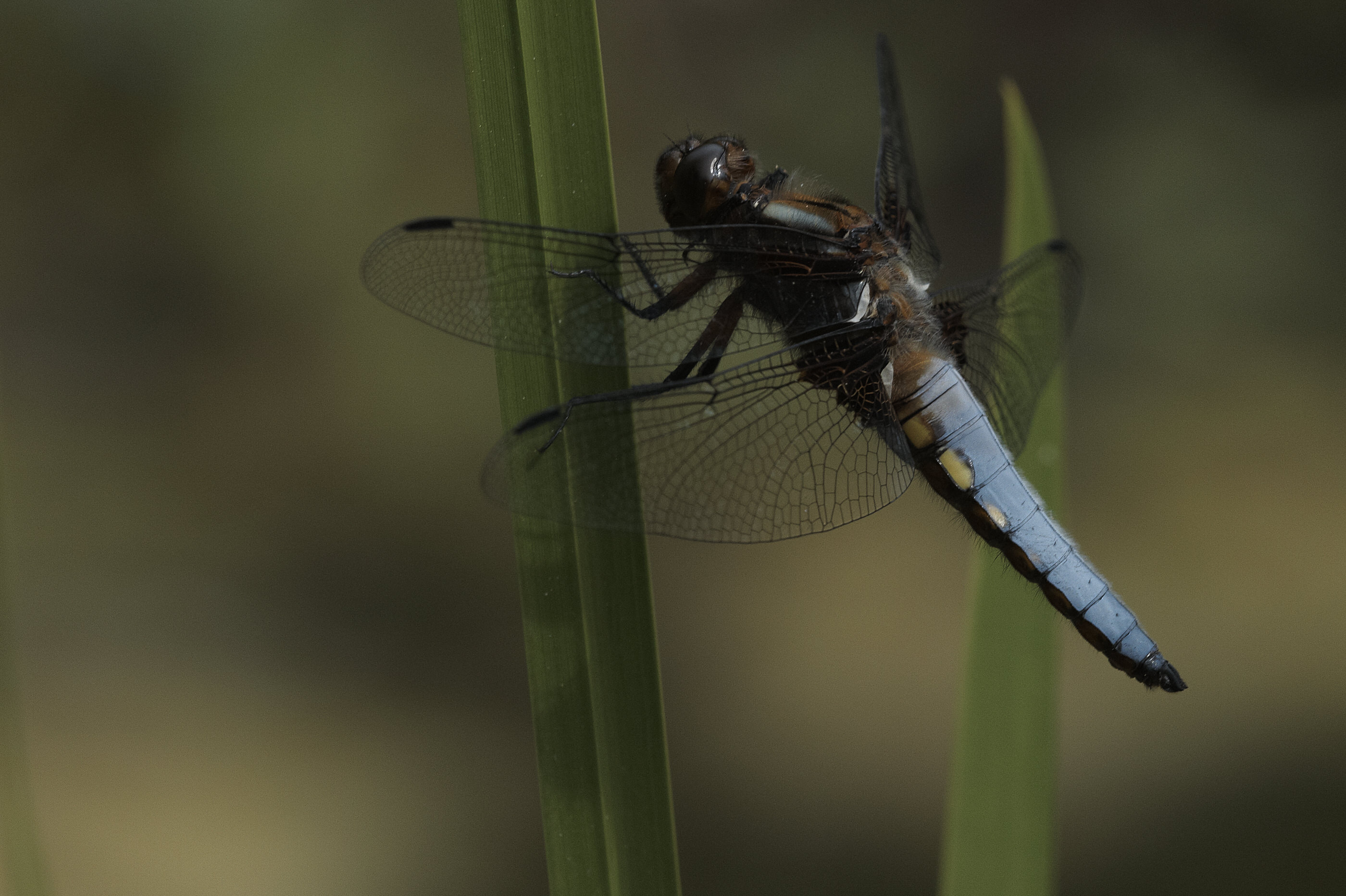 Libellula depressa   Plattbauch   0056